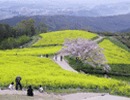 白木峰高原